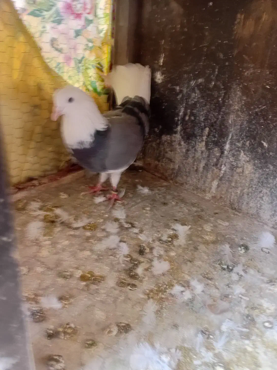 کفتر خوش سو|پرنده|بومهن, |دیوار