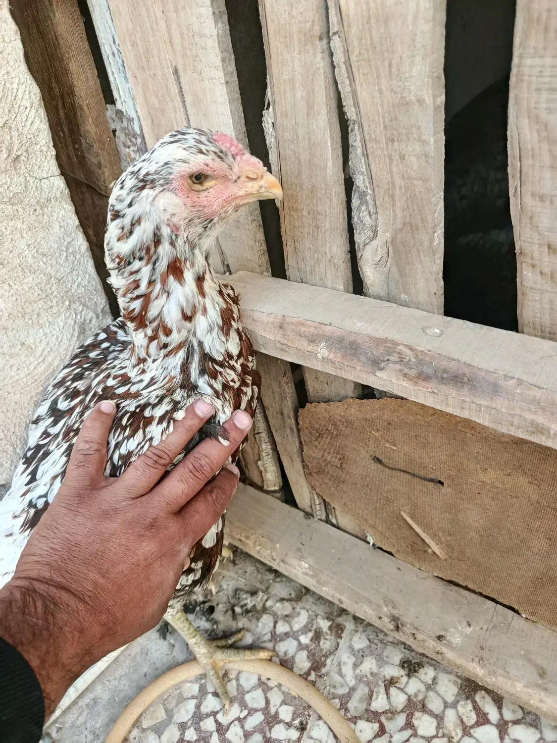 مرغ لاری|حیوانات مزرعه|نیمروز, |دیوار