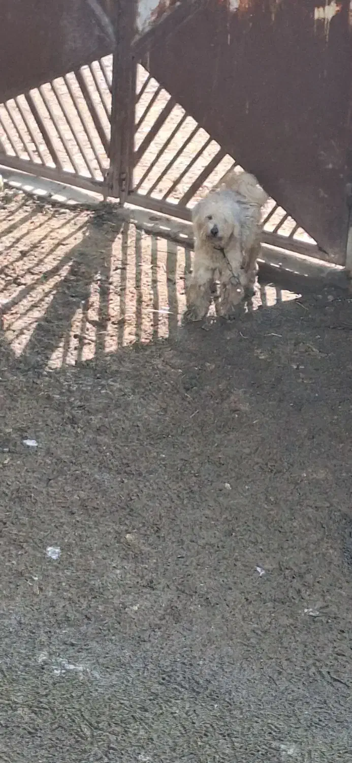 سگ پودل معاوضه باکفترومرغ وخروس|سگ|اردبیل, |دیوار