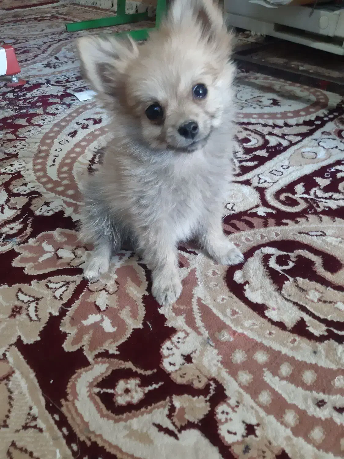 یک عددسگ پامرخرسی|سگ|نرماشیر, |دیوار