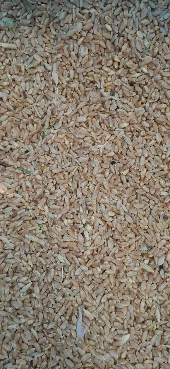 برای فروش|عمده‌فروشی|خرم بید, |دیوار