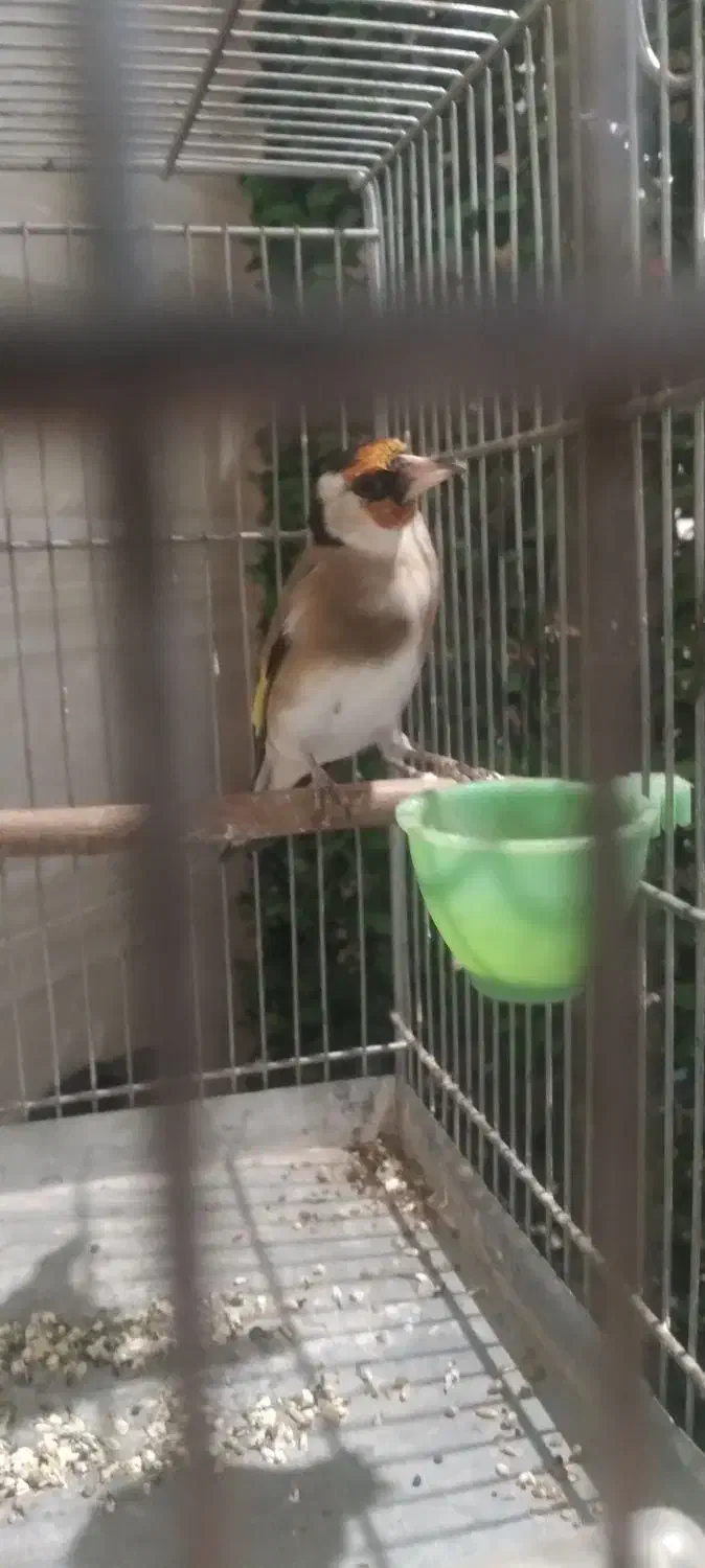 کهنه سیره و سیره قناری دهندار|پرنده|بروجرد, |دیوار