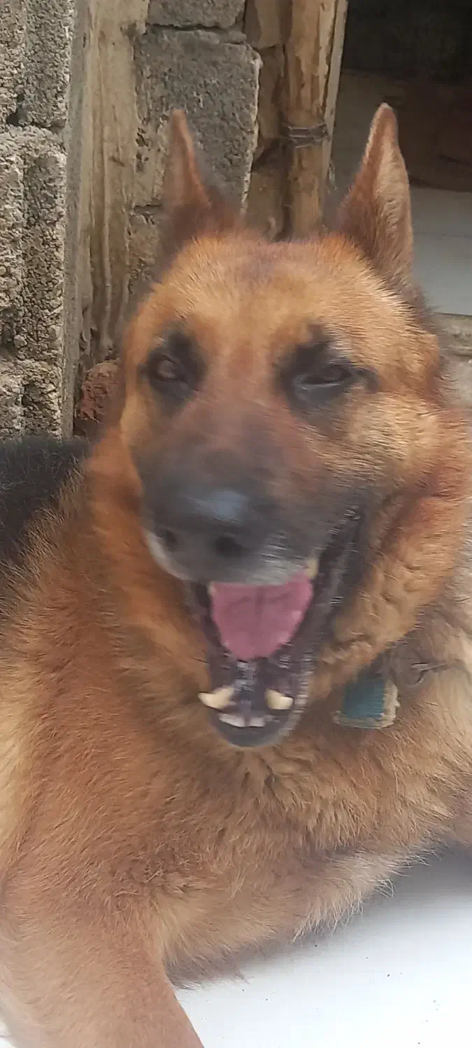 سگ گم شده|حیوانات|میاندوآب, |دیوار