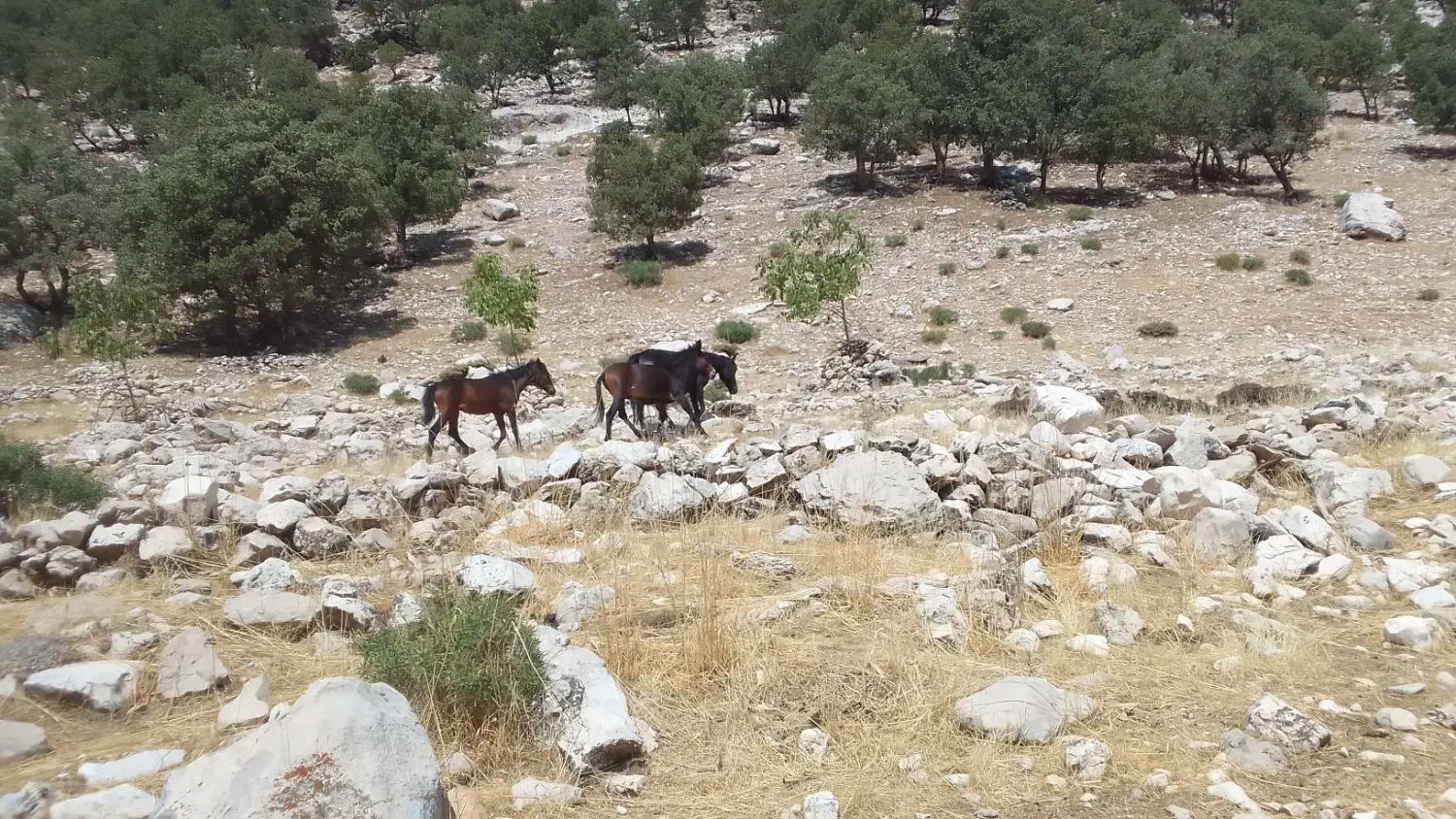 سلام گم شدن درصورت ۴۰ملیون مژدگانی داده میشود|حیوانات|اندیکا, |دیوار
