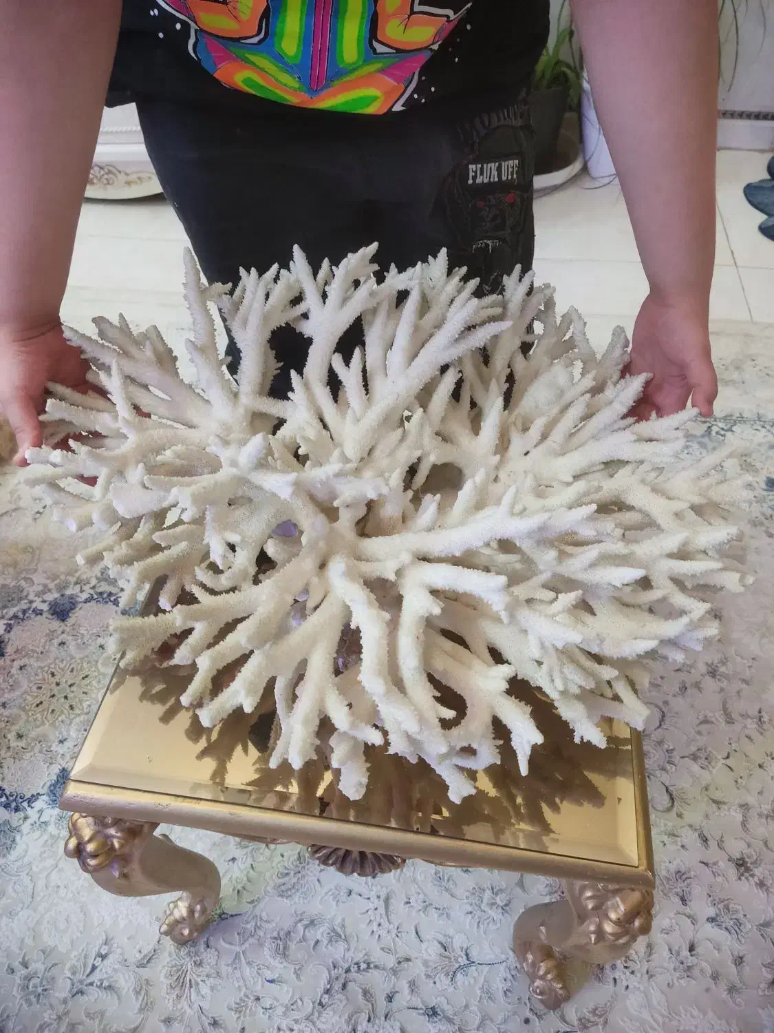 مرجان شاخ گوزنی|ماهی|قم, حنیف نژاد|دیوار