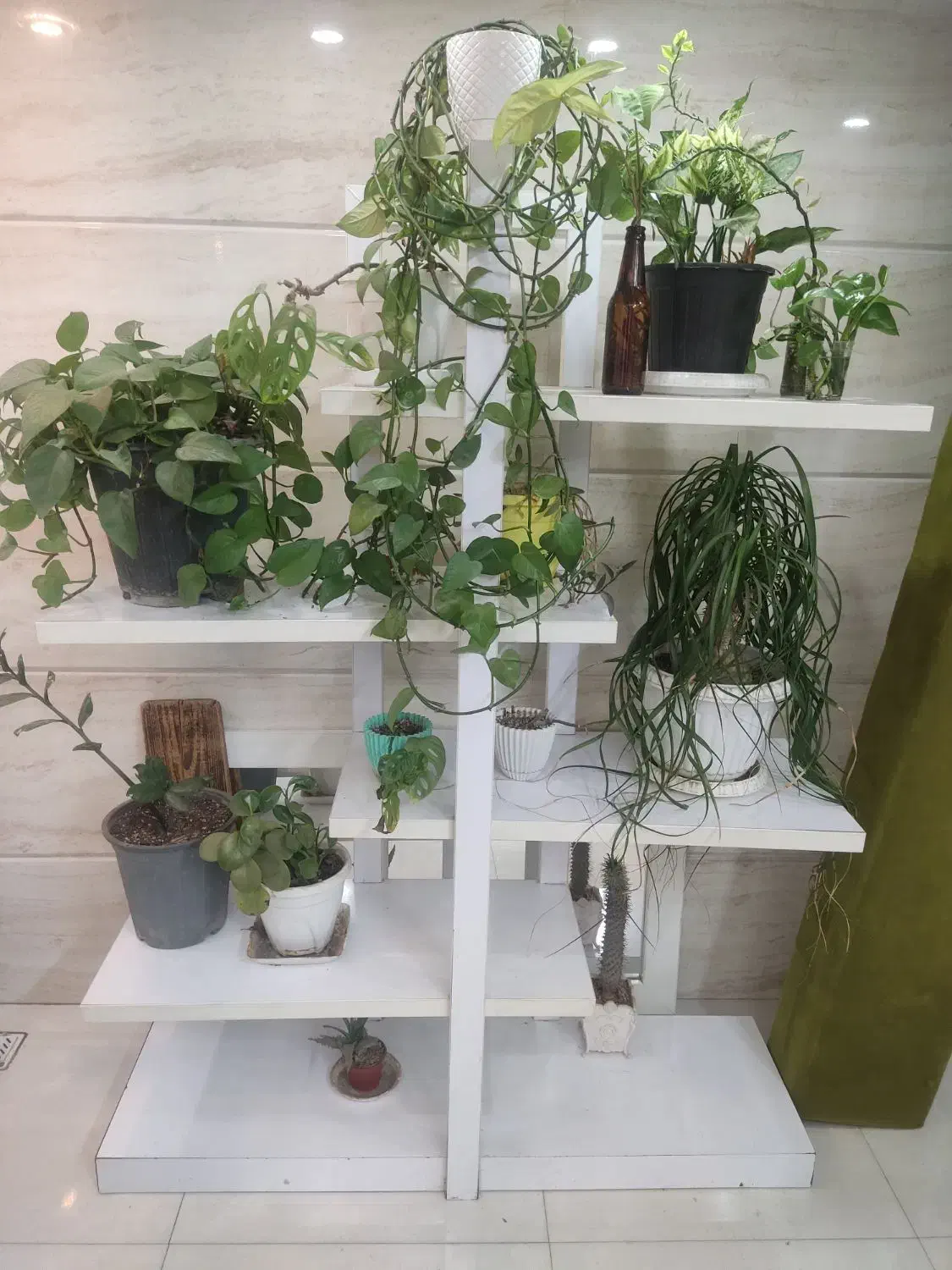 استند گل|گل و گیاه طبیعی|گنبد کاووس, |دیوار