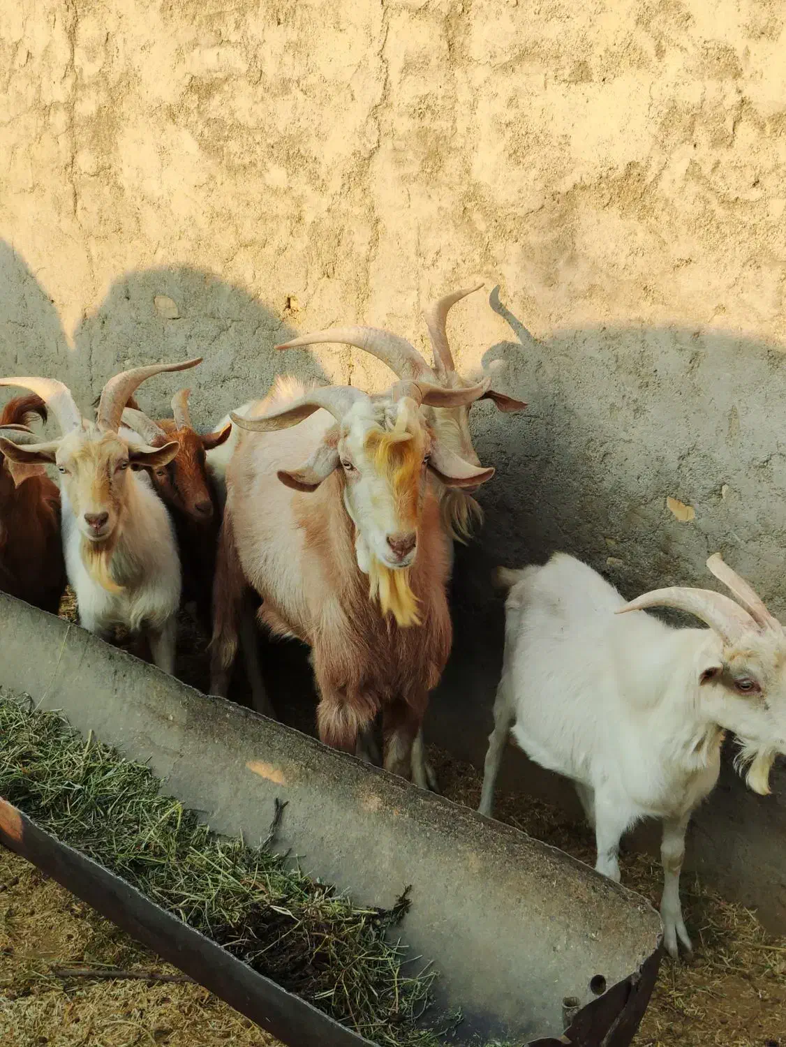 شیربز و لبنیات بز|خوردنی و آشامیدنی|ری, شهرری|دیوار