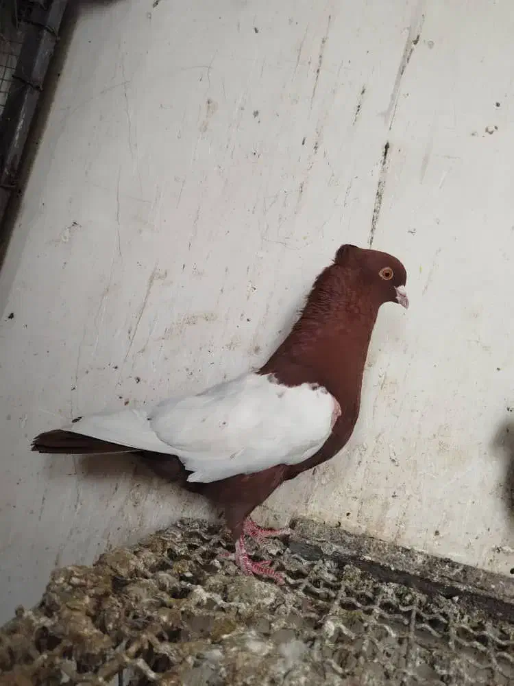 چپی سفید|حیوانات|اهواز, کوی علوی|دیوار