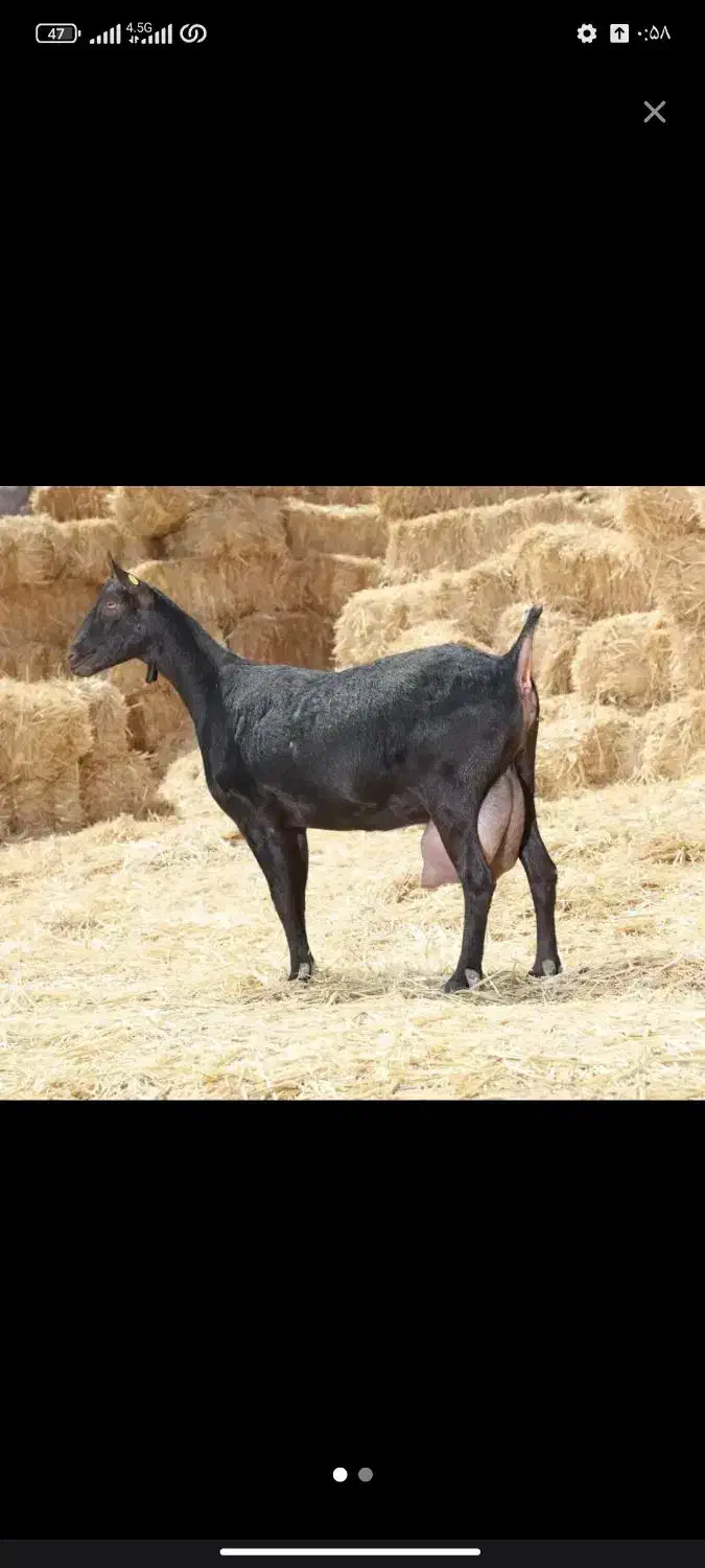 فروش و معاوضه مورسیا آبستن  با میش آبستن|حیوانات مزرعه|بم, |دیوار