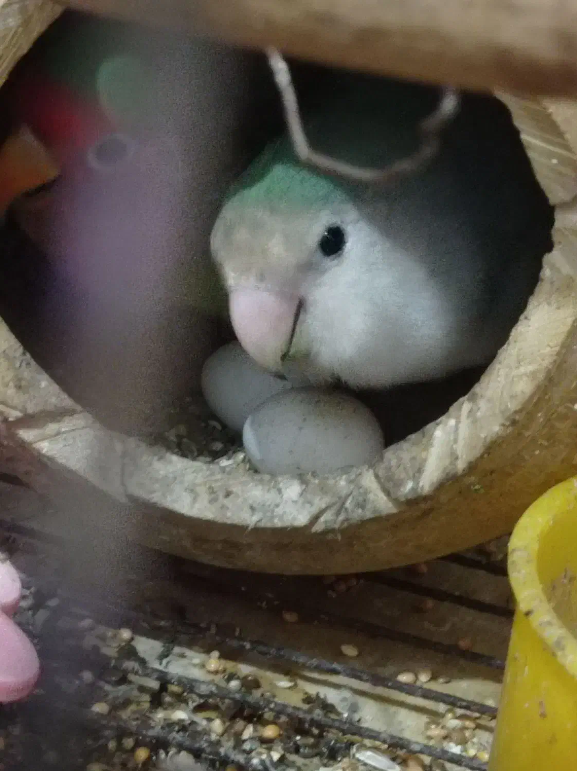 طوطی برزیلی|پرنده|آبادان, |دیوار