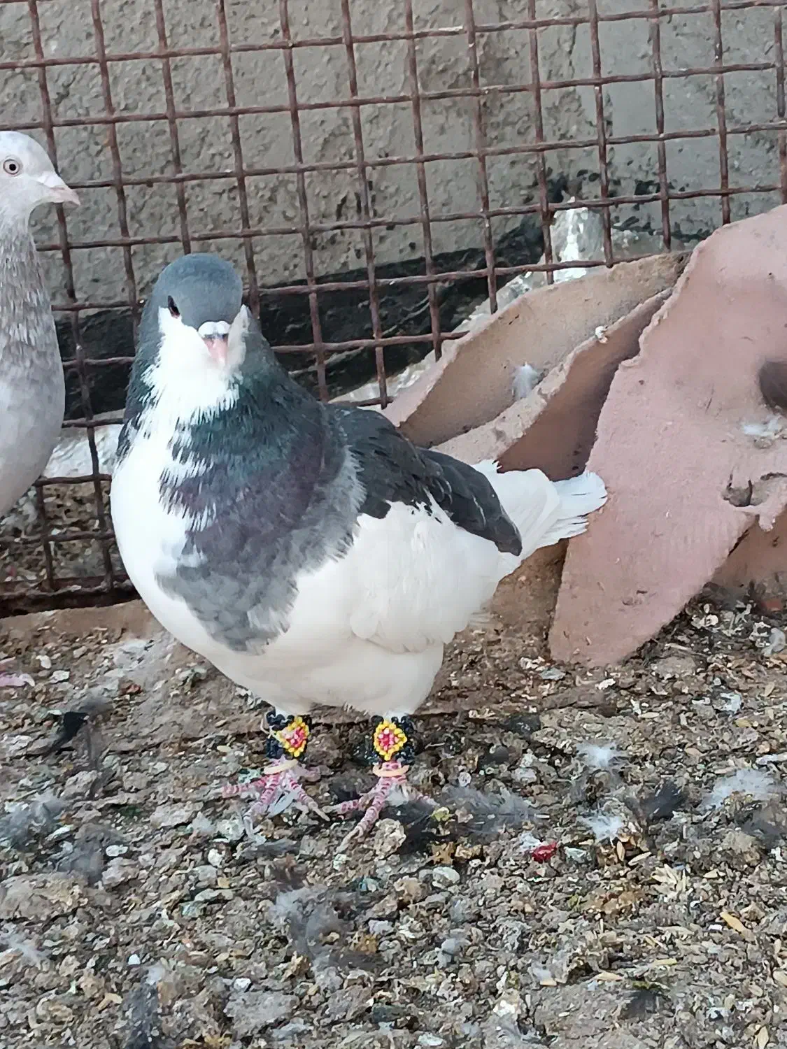 یال سبز نر|پرنده|زرقان, |دیوار