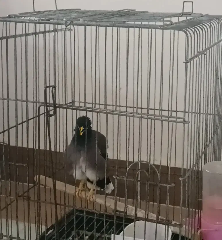 مرغ مینا سخنگو و باهوش|پرنده|بوشهر, |دیوار