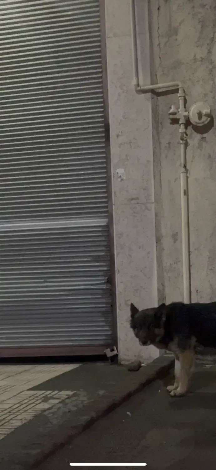 گمشده ژرمن|حیوانات|محمدشهر, محمدشهر|دیوار