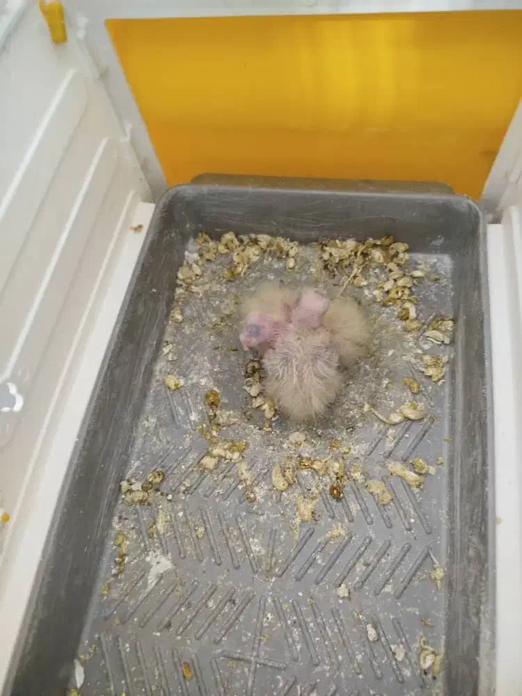 عروس هلندی ‌|پرنده|بم, |دیوار