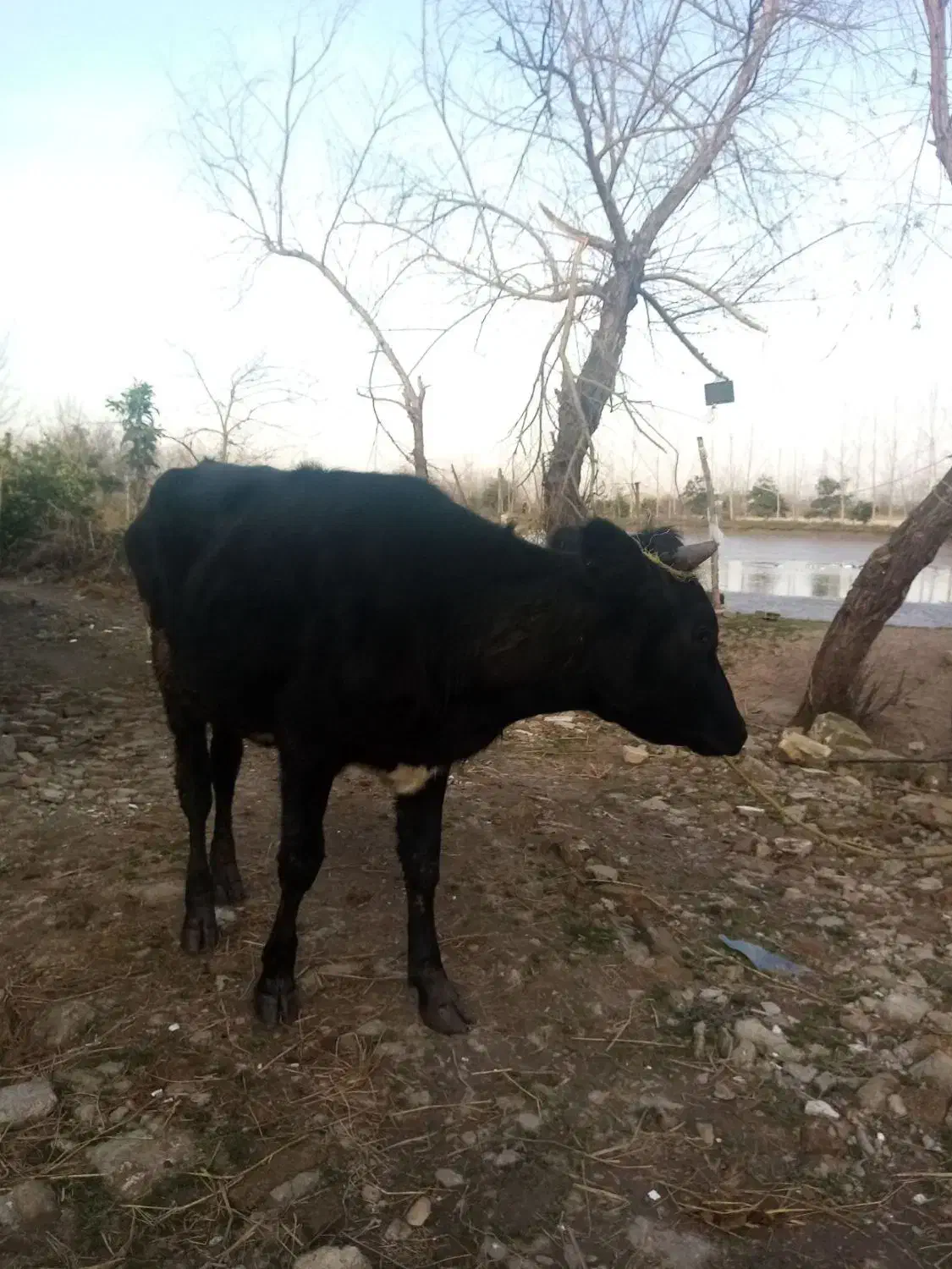 لیشه دورگ هولشتاین|حیوانات مزرعه|رشت, بیجارپس|دیوار