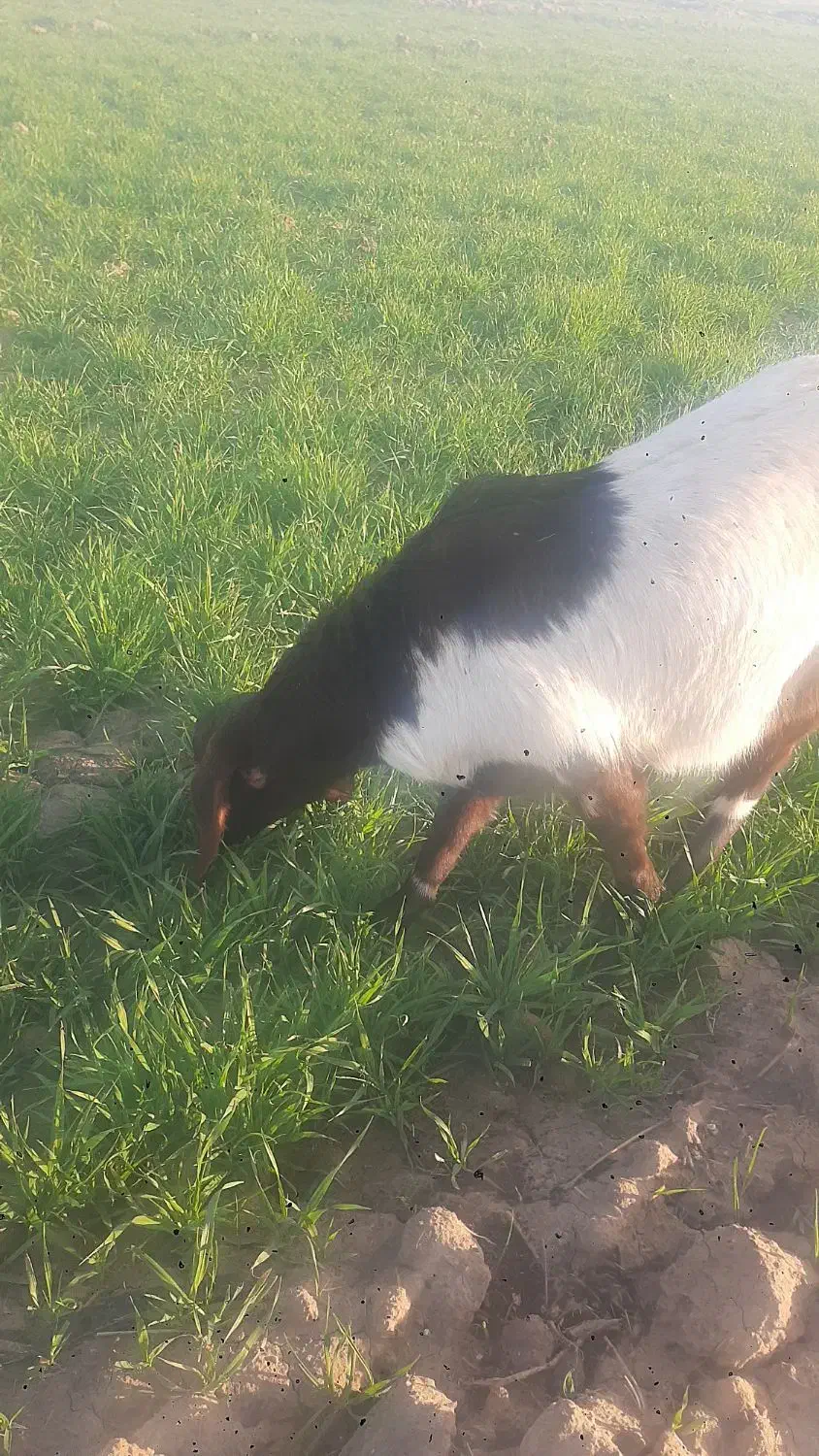 گوسفند|حیوانات مزرعه|سبزوار, چهارراه فرودگاه|دیوار