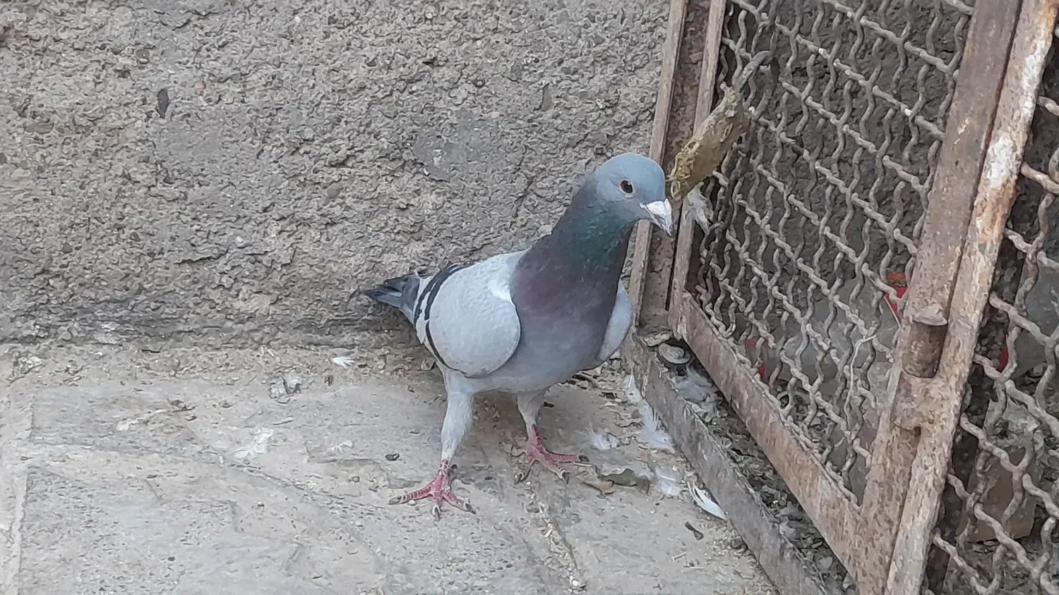 سبزکرمانی|پرنده|سلامی, |دیوار