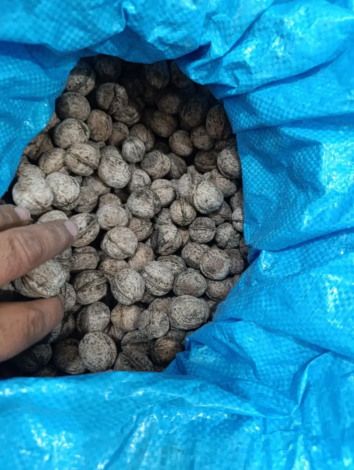 گردو درجه یک خوش طعم|خوردنی و آشامیدنی|نقده, |دیوار