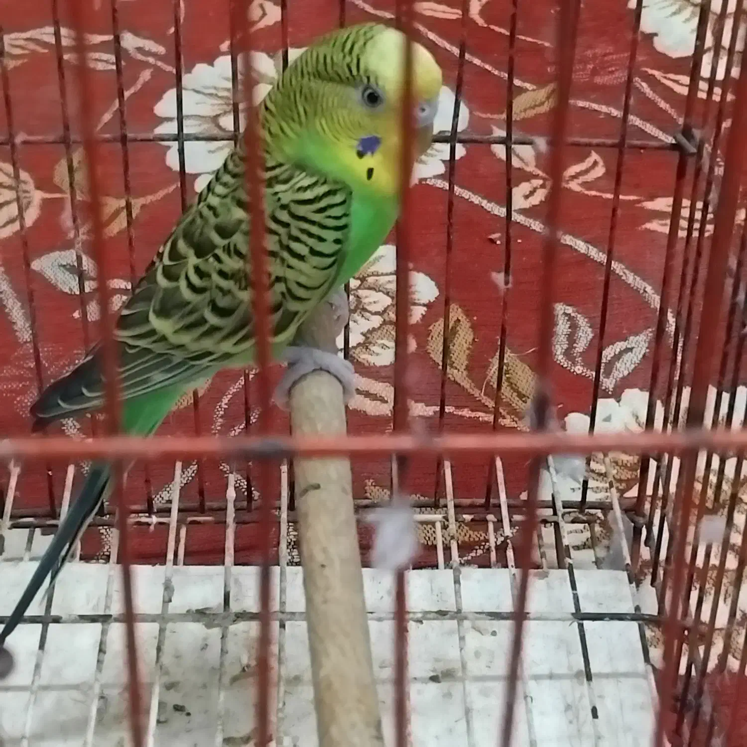 مرغ عشق ویک عدد کفش ایمنی|پرنده|بندر ماهشهر, |دیوار