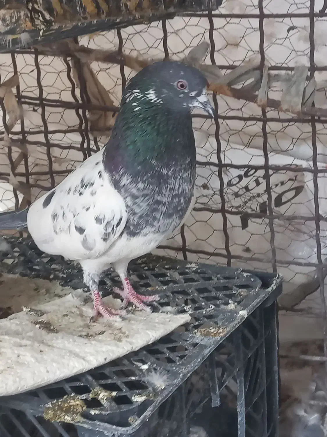 کفتر پاکستانی|پرنده|ایرانشهر, |دیوار