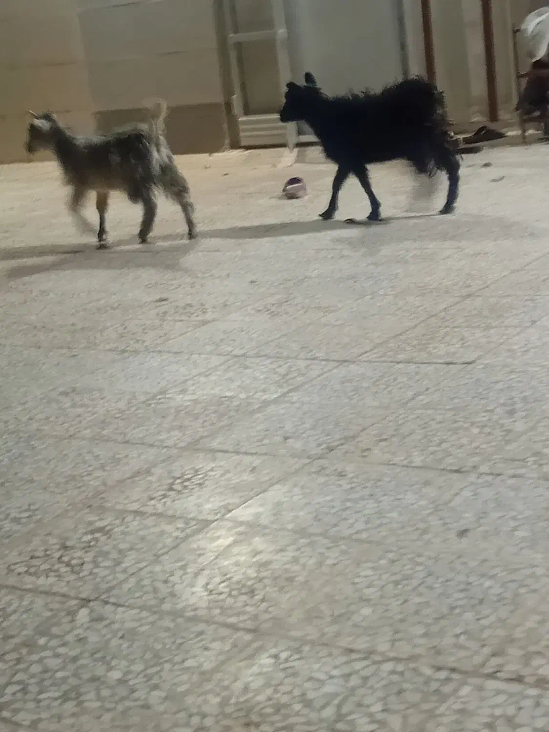 فروش ۲ عدد کره محلی|خوردنی و آشامیدنی|زرند, |دیوار