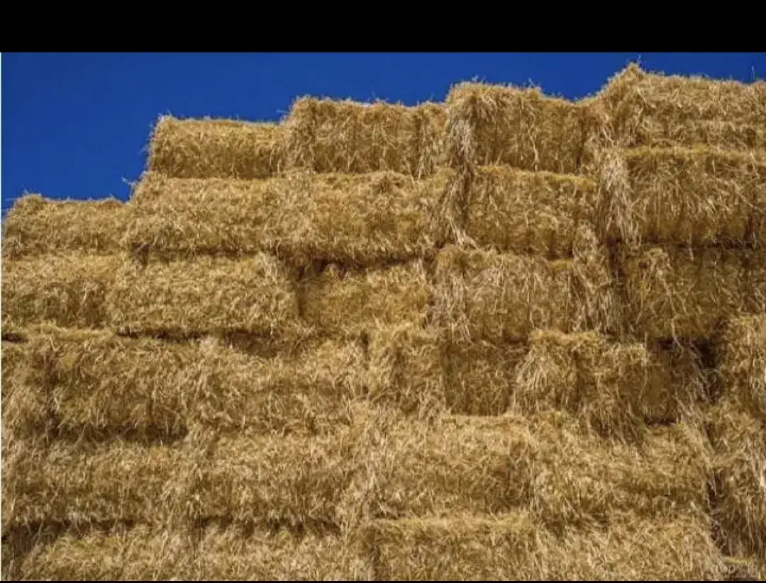 کلش گندم آبی|خدمات باغبانی و درختکاری|سراب, |دیوار