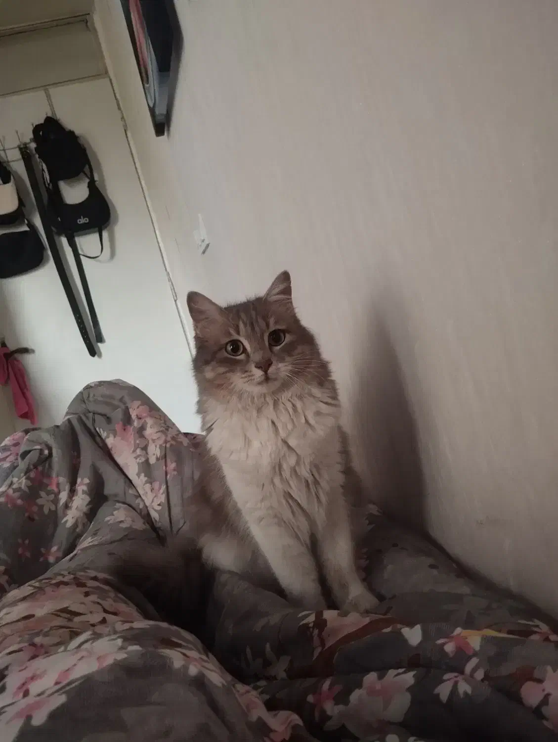 واگذاری گربه|گربه|تهران, صد دستگاه|دیوار