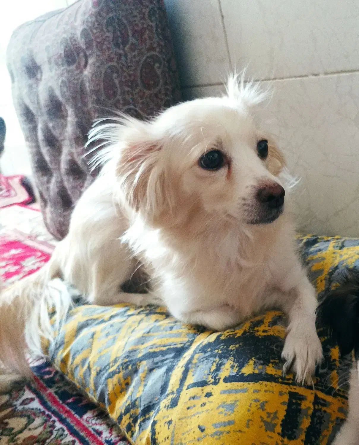 سگ ماده نژاد اشتپیز|سگ|یزد, |دیوار