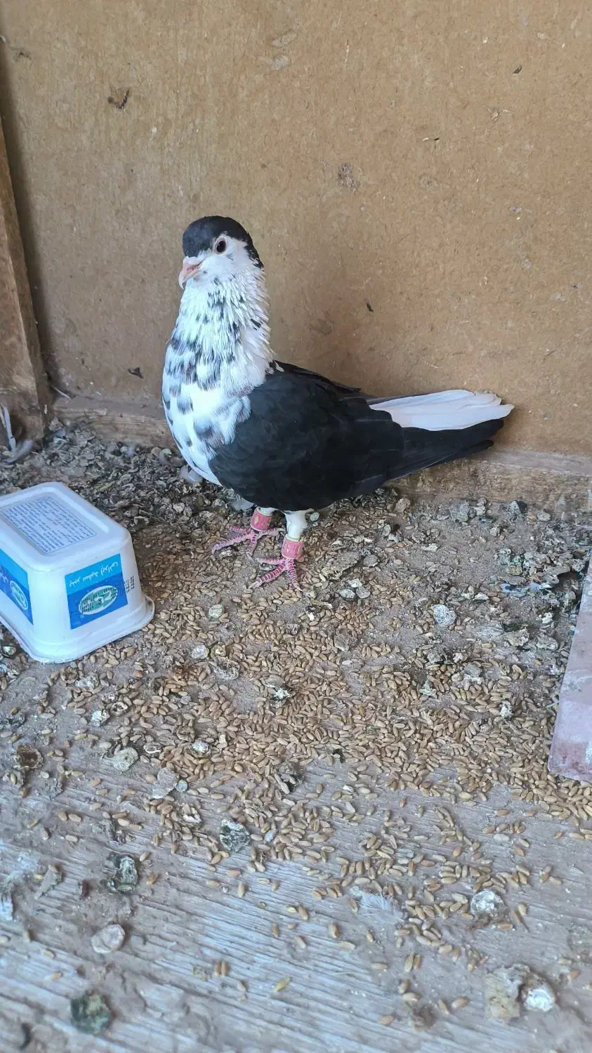 کبوتر سینه قهوای  طوق الماس  عطیقه|پرنده|زابل, |دیوار