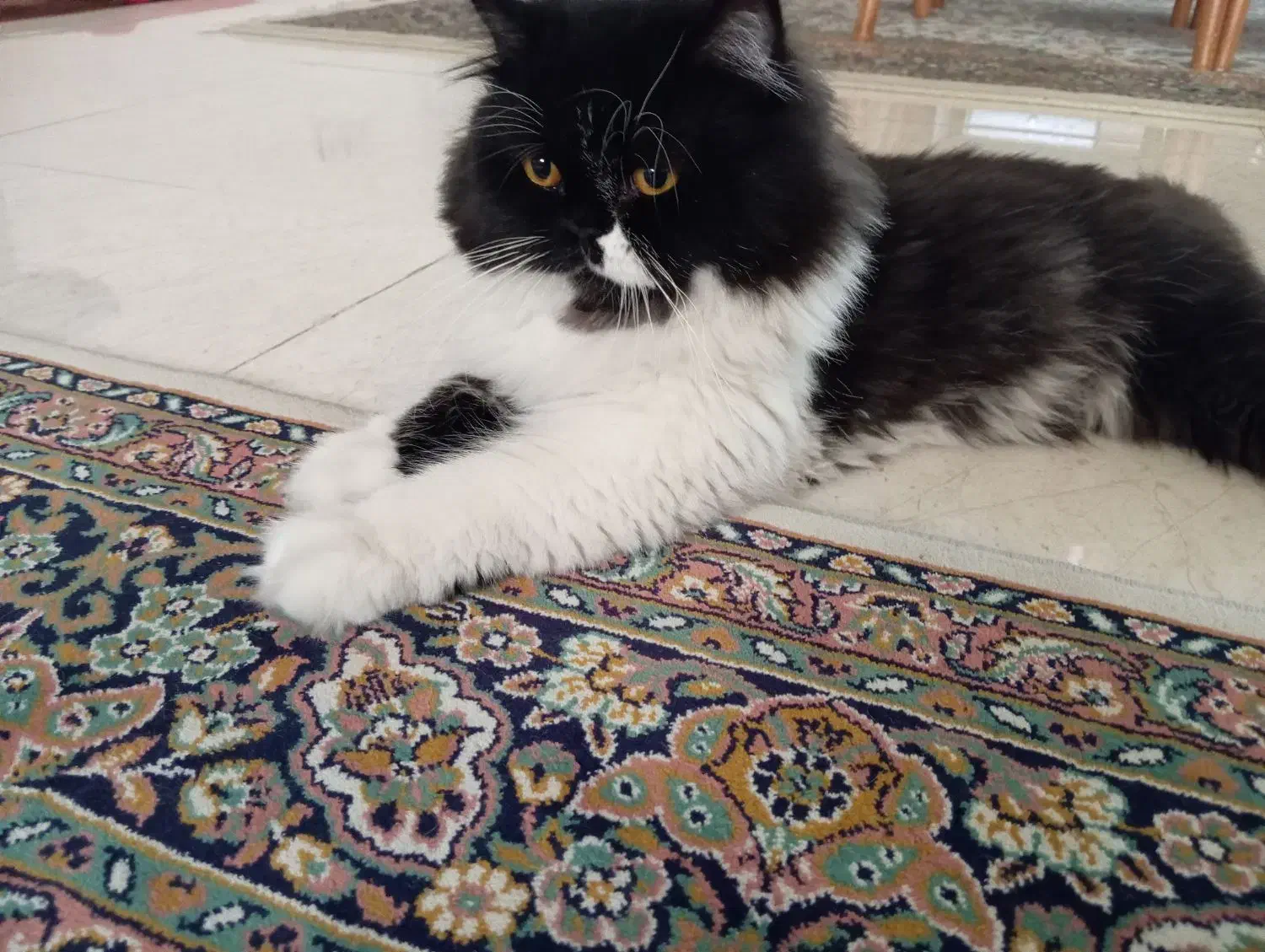 گربه|گربه|اسلامشهر, شهرک واوان|دیوار