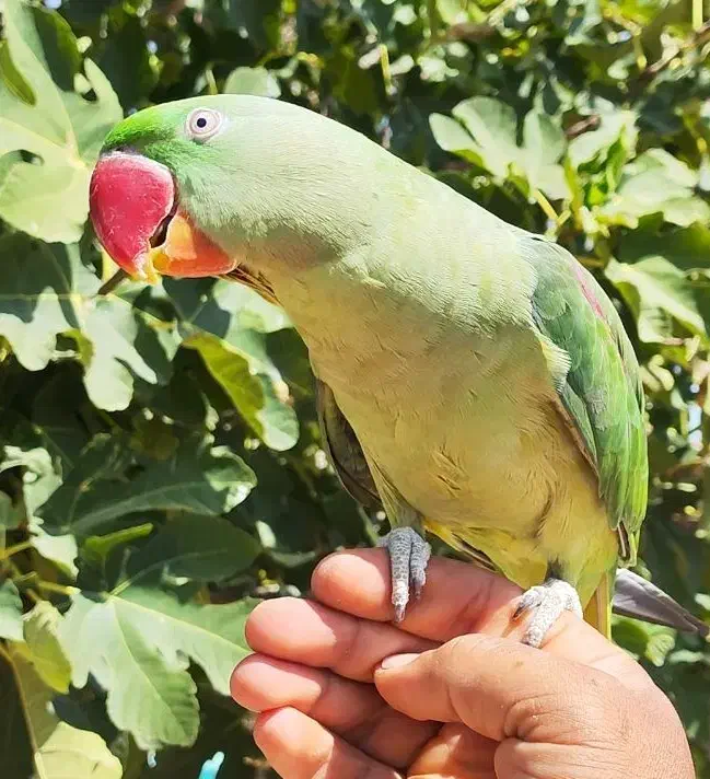 طوطی سبز رام یکساله معاوضه با سگ ژرمن نر مو بلند|پرنده|شیراز, معالی‌آباد|دیوار