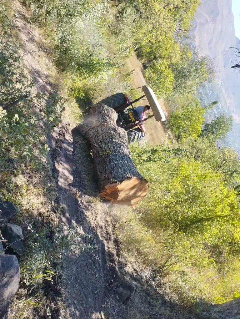 خرید چوب ،ریشه ،برش درخت|خدمات باغبانی و درختکاری|قزوین, |دیوار