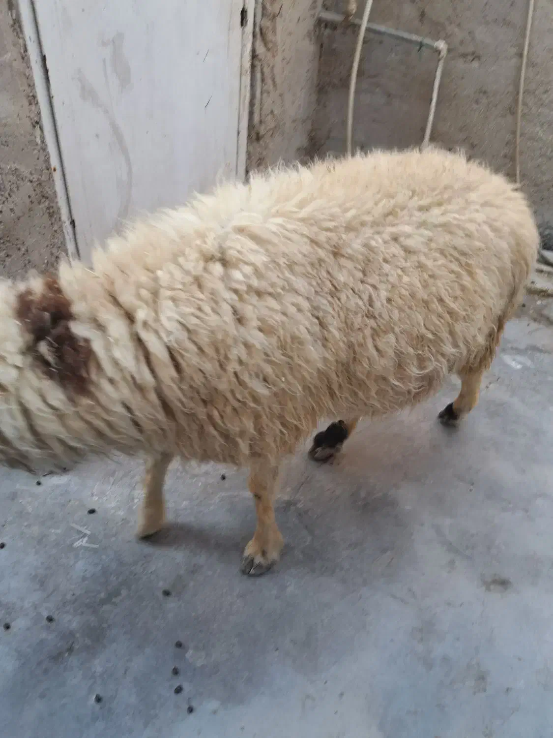 قوچ چاق|حیوانات مزرعه|بندر ماهشهر, |دیوار