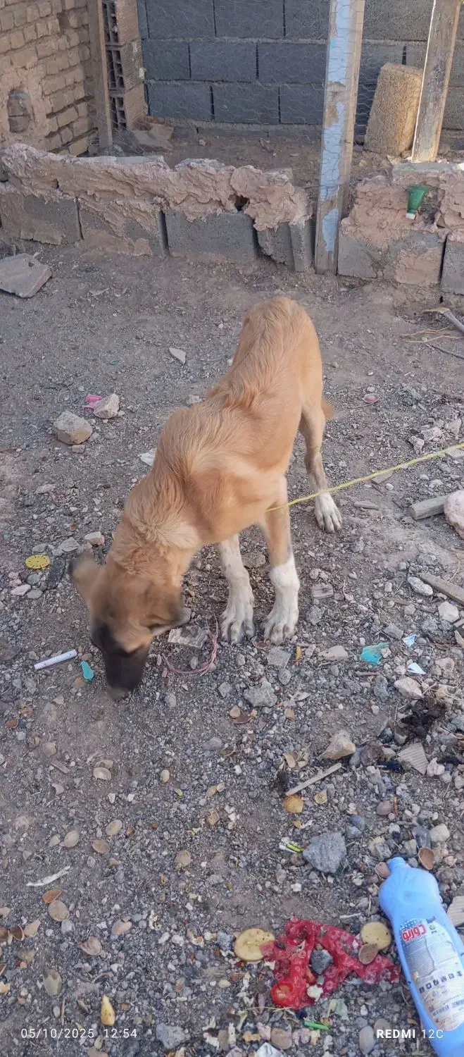 سگ نگهبان وگله|سگ|جوین, |دیوار