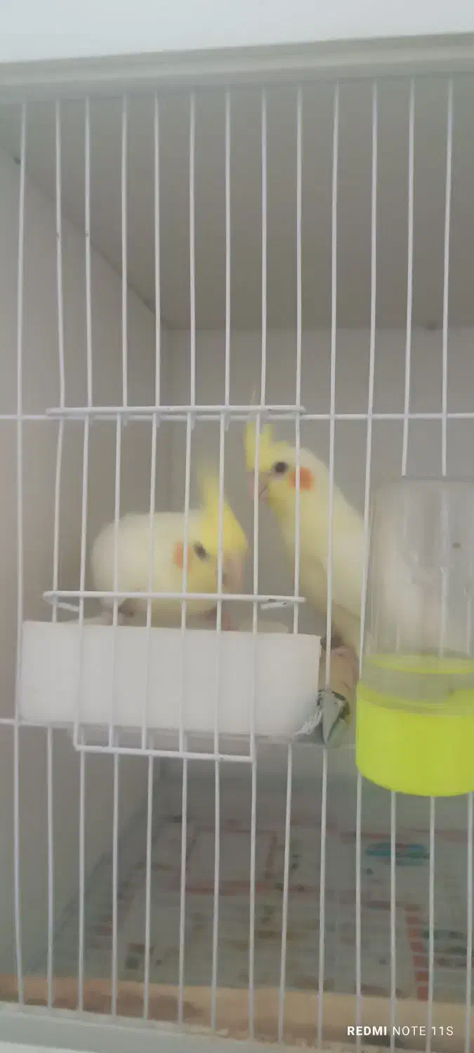 طوطی عروس|پرنده|تربت‌حیدریه, قائم|دیوار