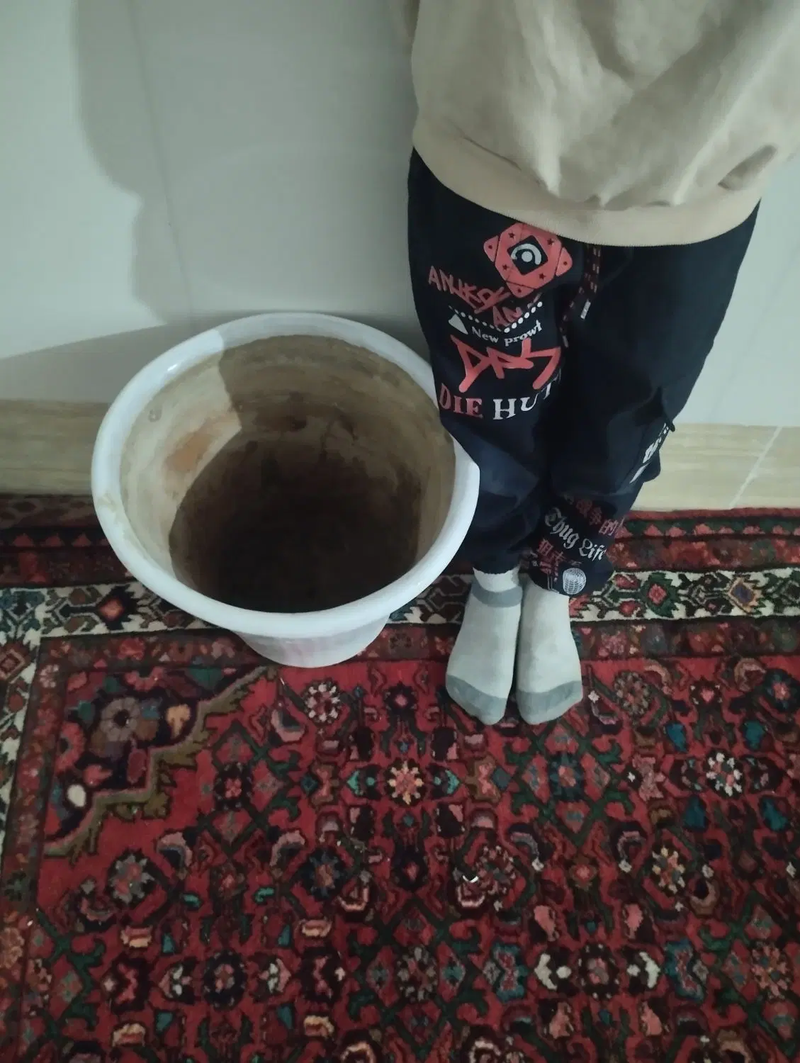 گلدان‌|گل و گیاه طبیعی|آذرشهر, |دیوار