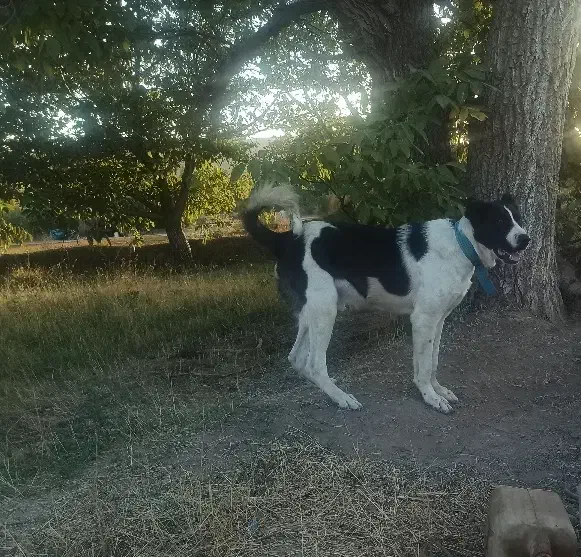 واگذاری سگ سرابی|سگ|ملایر, |دیوار