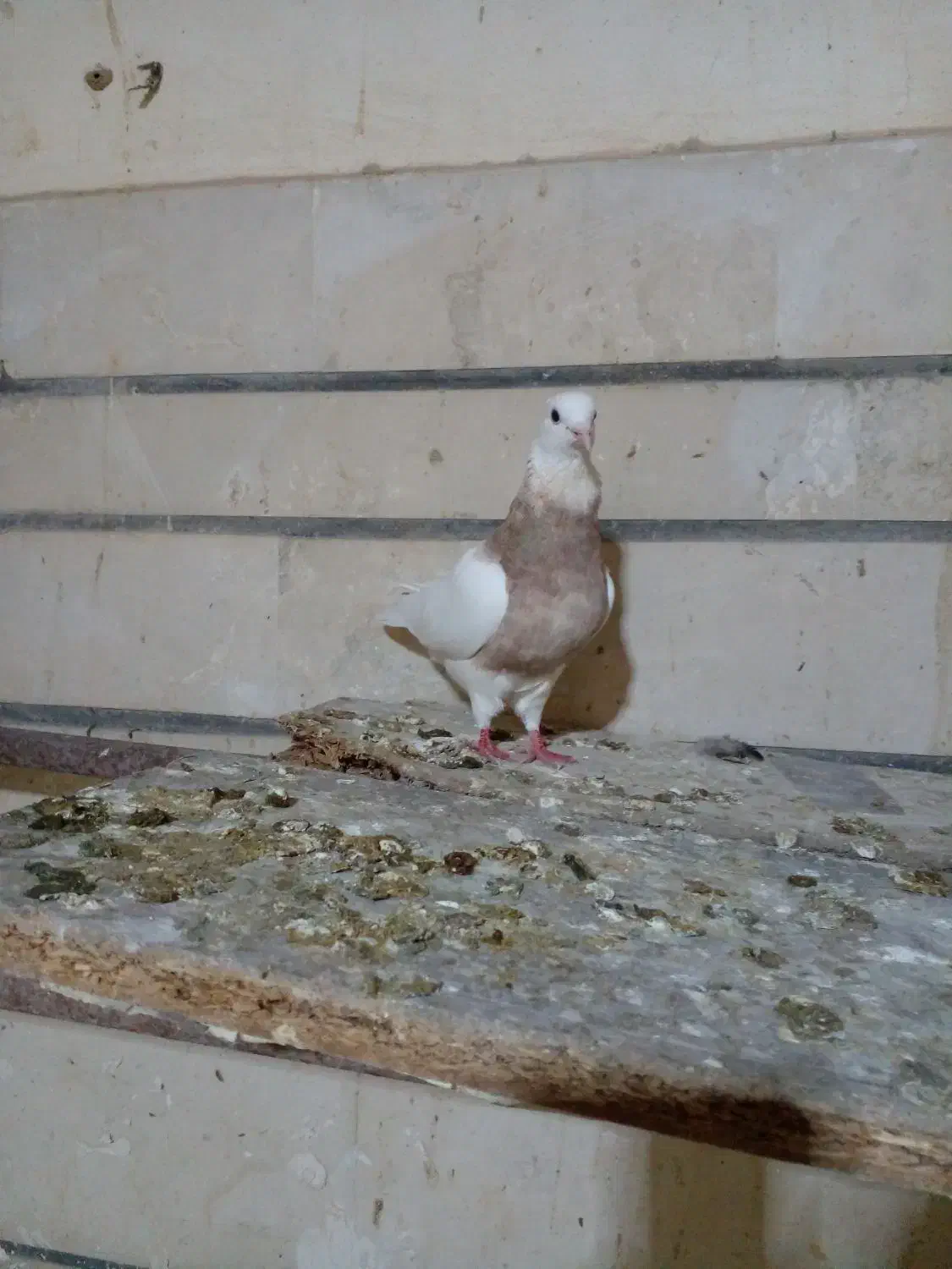 طوقی ماده|پرنده|ایذه, |دیوار