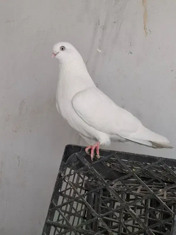 جفت سفید قلدر|پرنده|ارومیه, |دیوار