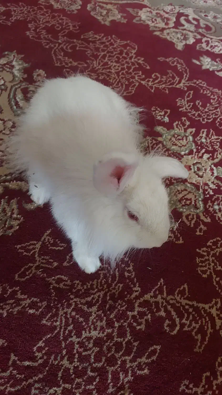 خرگوش لوپی|موش و خرگوش|زابل, |دیوار