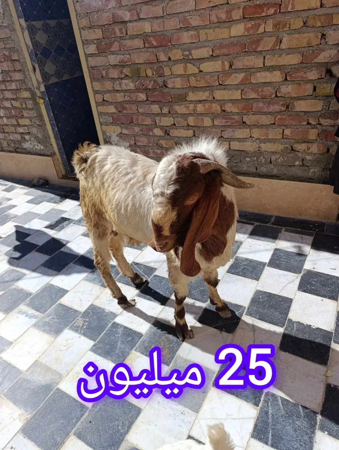 بز پاچن|حیوانات مزرعه|زاهدان, |دیوار