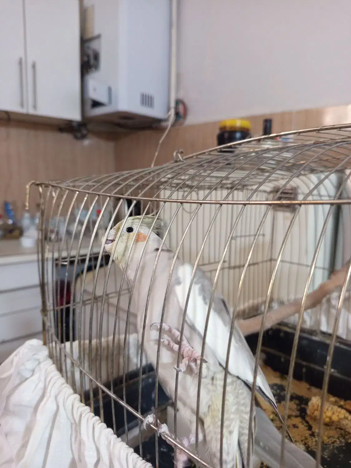 عروس هلندی|پرنده|مشهد, ادیب نیشابوری (شهرک غرب)|دیوار