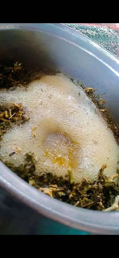 گیاهان سرحدی|خوردنی و آشامیدنی|فسا, |دیوار