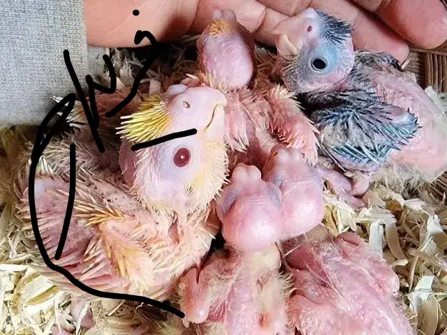 تخم نطفه دار عروس،گرینچیک،قناری ایستروم|پرنده|زنجان, |دیوار