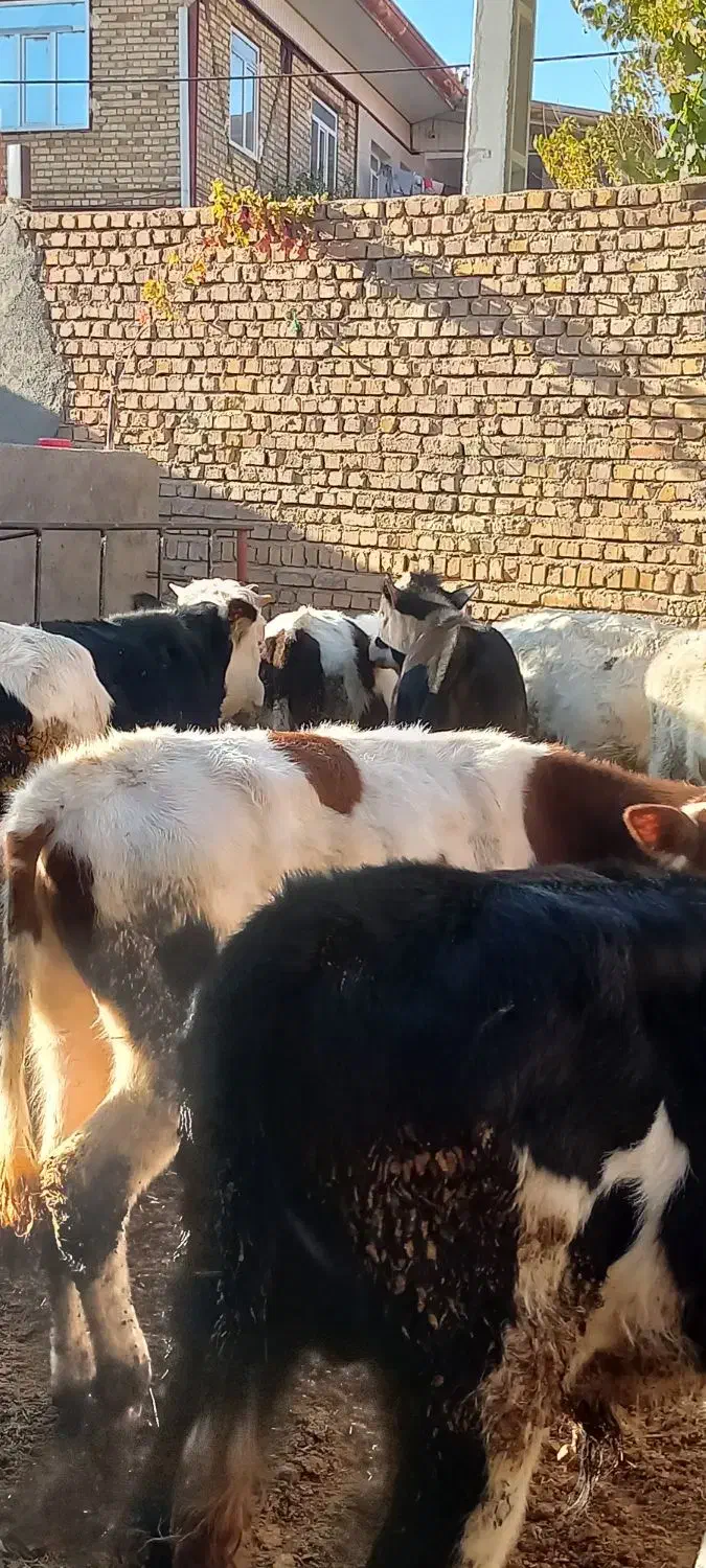 گوساله سیمنتال|حیوانات مزرعه|رزن, |دیوار