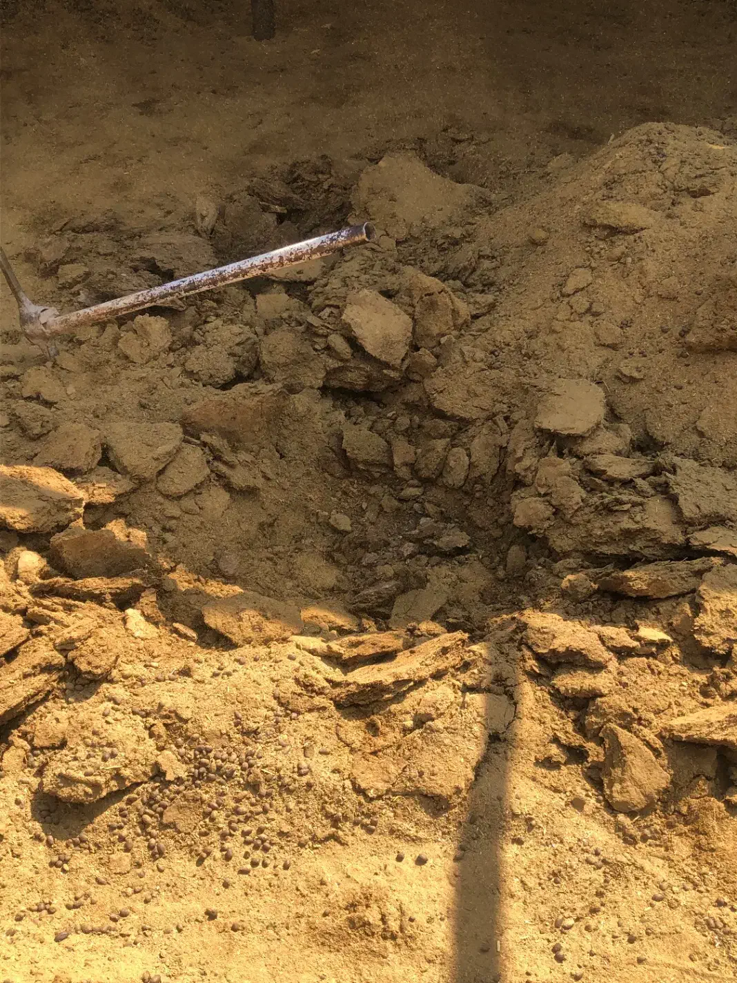 کود گوسفندی|خدمات باغبانی و درختکاری|ماهان, |دیوار