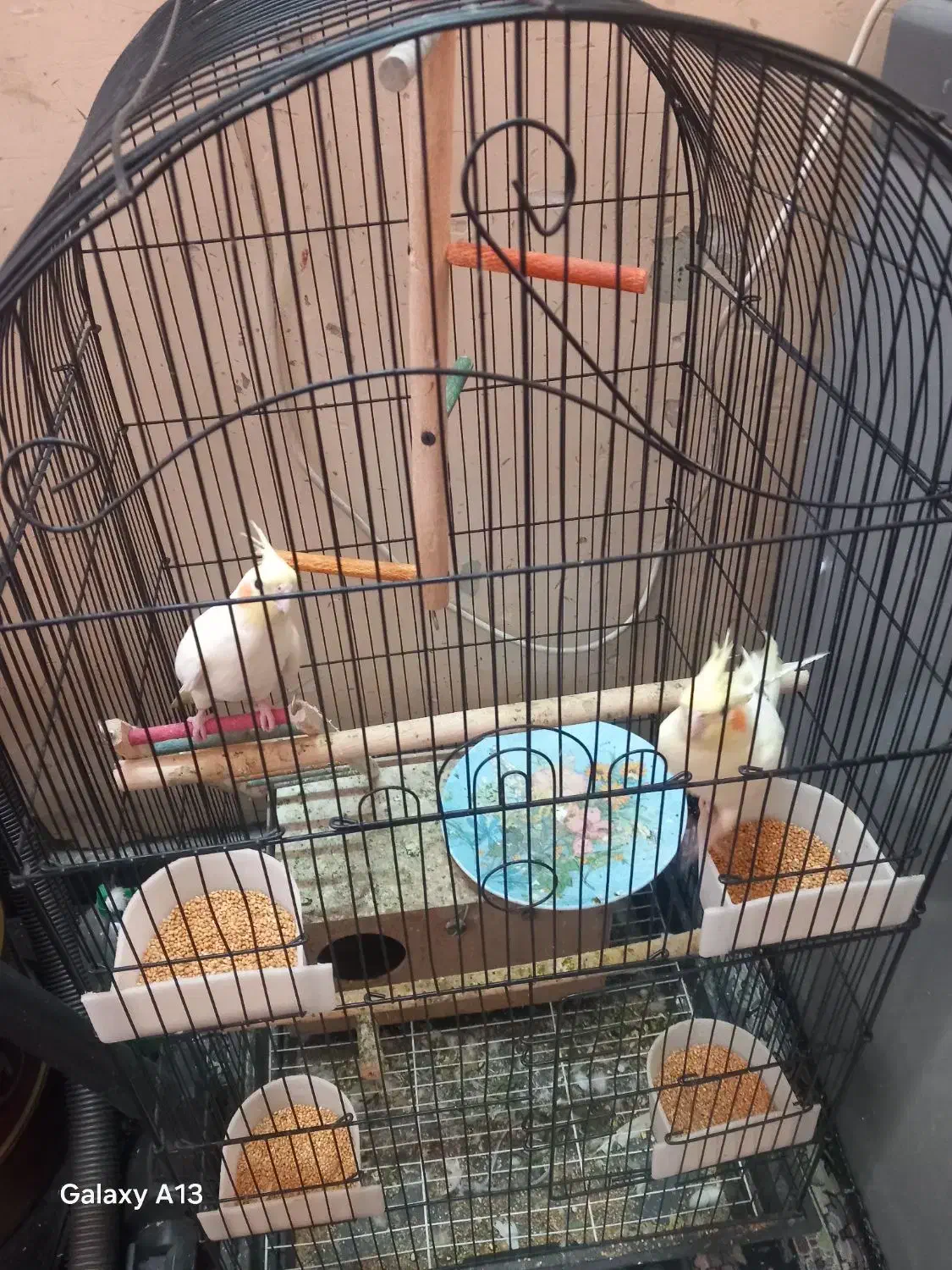 عروس هلندی در هویزه|پرنده|سوسنگرد, |دیوار