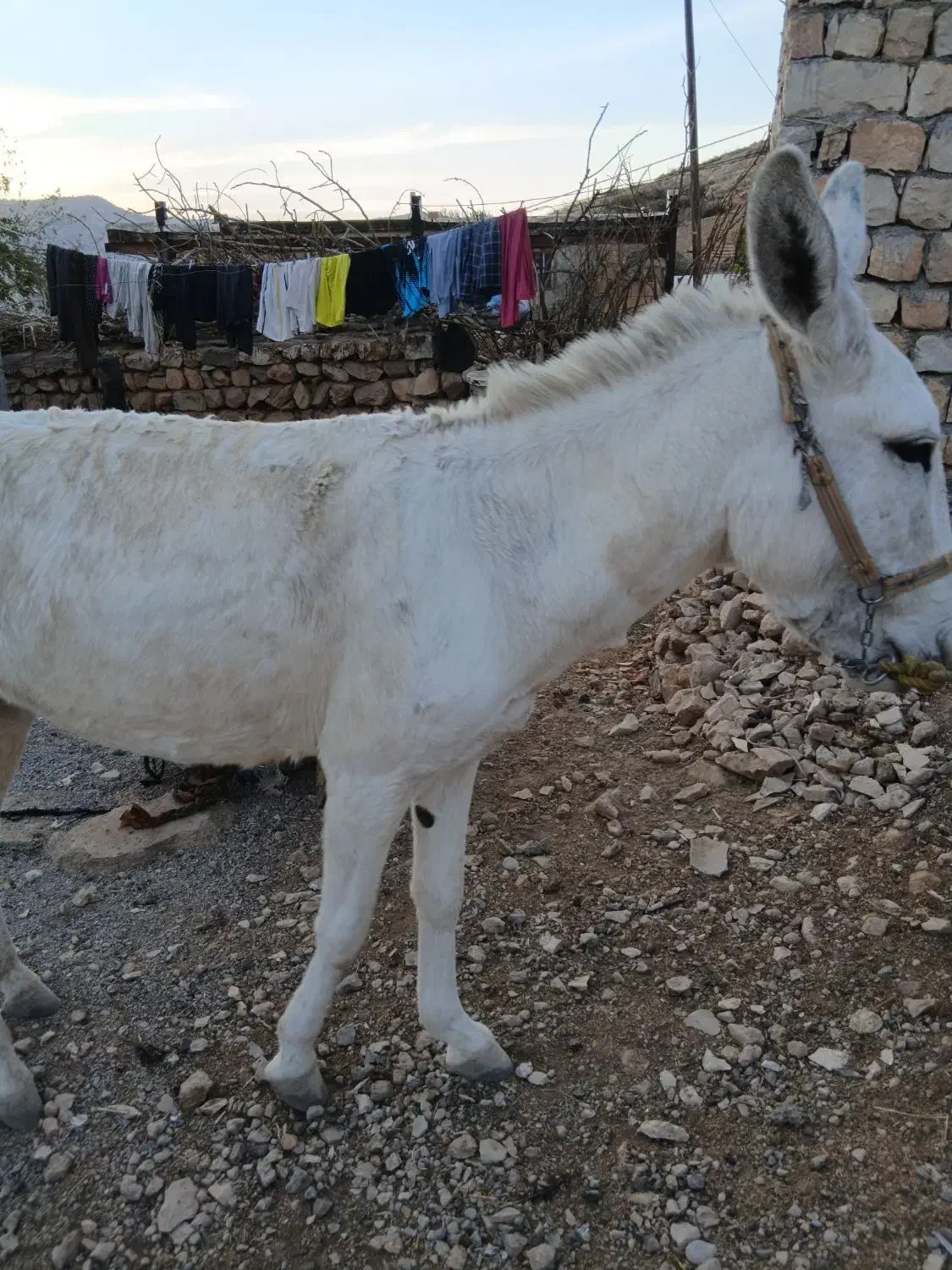 خر ماده|حیوانات مزرعه|چگنی, |دیوار