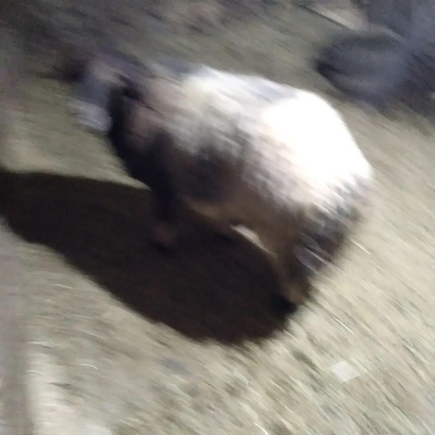 قوچ افشار|حیوانات مزرعه|صحنه, |دیوار