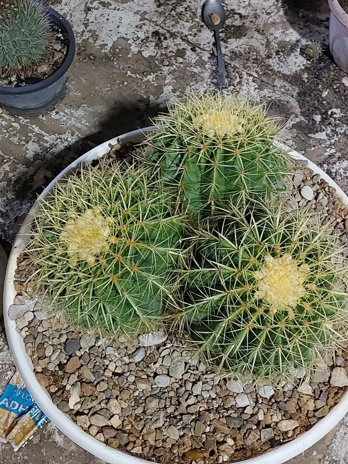 گلهای کاکتوس به قیمت عالی ومناسب حراج زده شد|گل و گیاه طبیعی|کازرون, |دیوار